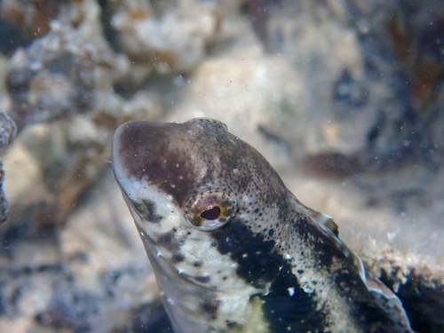 Petroscirtes breviceps observed 2026-10-22