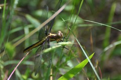 Libellula cyanea