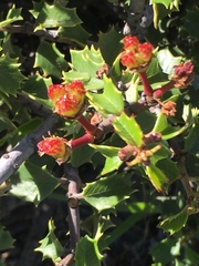 Ceanothus jepsonii jepsonii