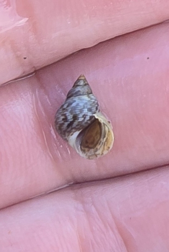 Littorina scabra observed 2026-10-22