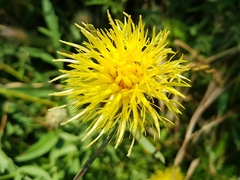 Centaurea collina