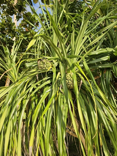 Pandanus odorifer observed 2026-10-17