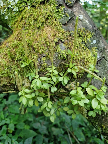Peperomia tetraphylla observed 2026-10-22