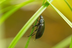 Hydrochara caraboides