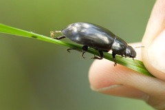 Hydrochara caraboides