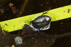 Hydrochara caraboides