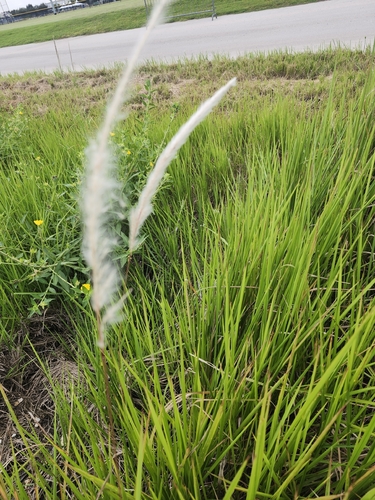 Imperata cylindrica observed 2026-10-22
