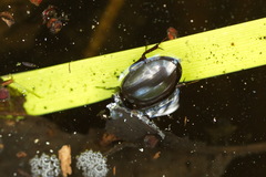 Hydrochara caraboides