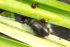 Hydrochara caraboides