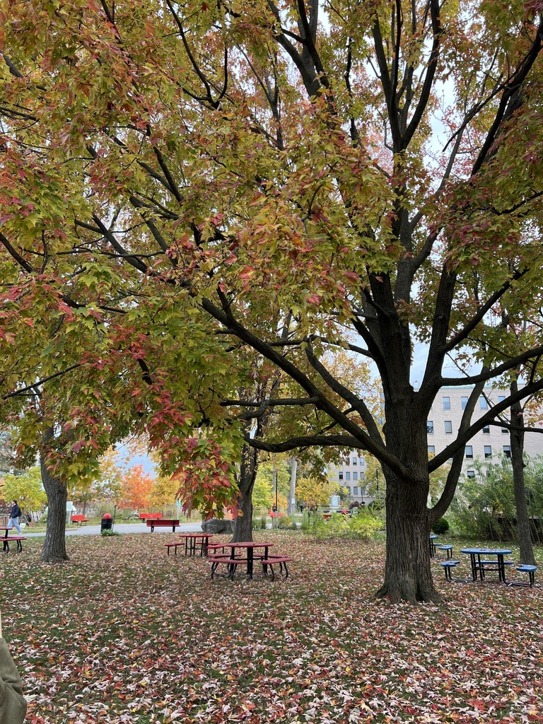 A photograph from Oct 22, 2026 near Montréal & nearby Québec alternatives, where the observer’s point is approximate.