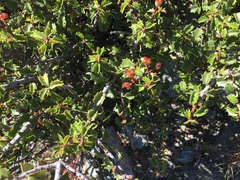 Ceanothus jepsonii jepsonii
