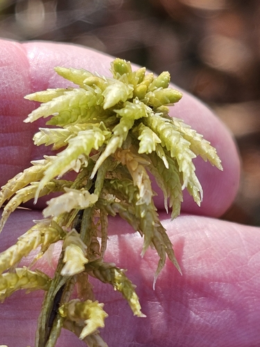 Sphagnum centrale observed 2026-10-21