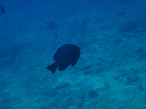 Dascyllus trimaculatus observed 2026-10-21