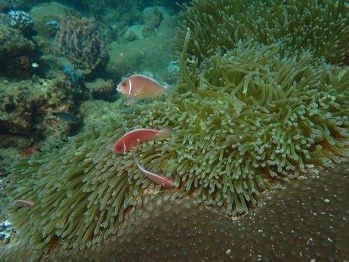 Amphiprion perideraion observed 2026-10-21