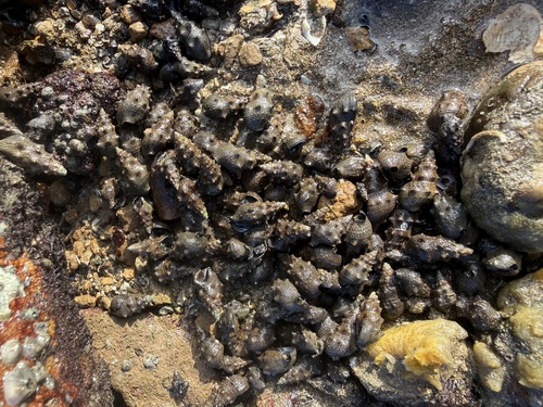 Cerithium observed 2026-10-22