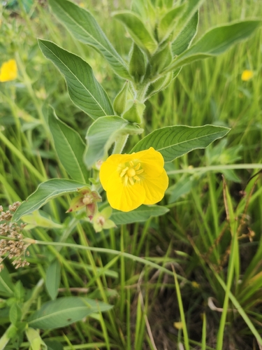 Ludwigia peruviana observed 2026-10-22