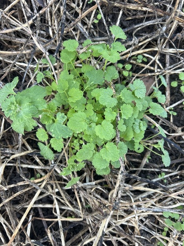 henbit deadnettle photograph by the iNaturalist community