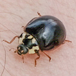 Fifteen-spotted Lady Beetle photo 3