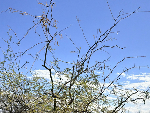 Prosopis velutina, 2026-10-18