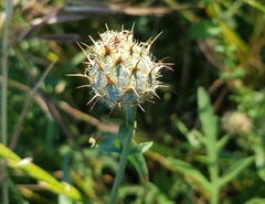 Centaurea collina