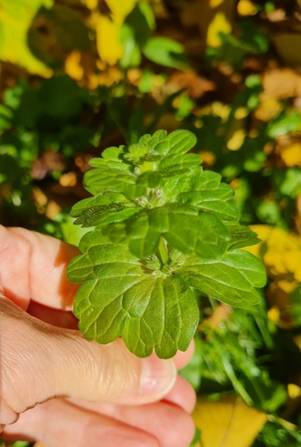 henbit deadnettle photograph by the iNaturalist community