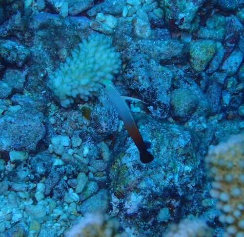 Nemateleotris magnifica observed 2026-10-21