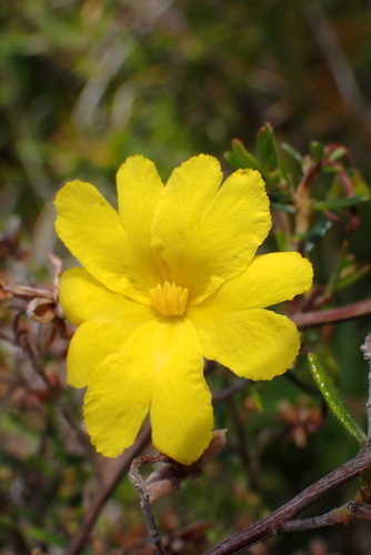 Hibbertia hypericoides observed 2026-10-19