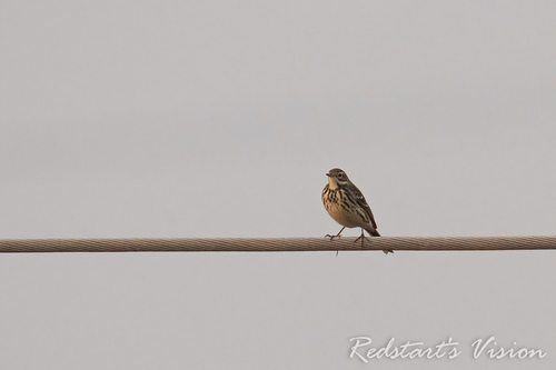 iNaturalist image