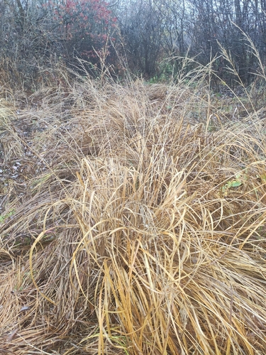 Molinia caerulea observed 2026-10-22