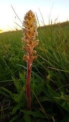 Orobanche picridis