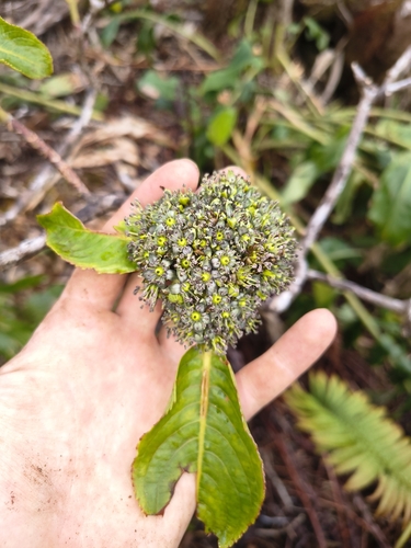 Hydrangea, 2026-10-21