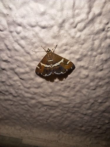 Hawaiian Beet Webworm Moth