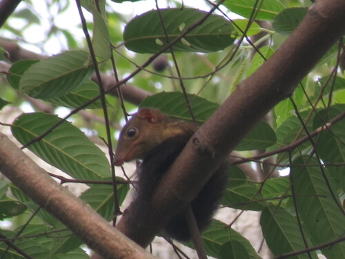 Tupaia javanica observed 2026-10-15