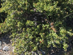 Ceanothus jepsonii jepsonii