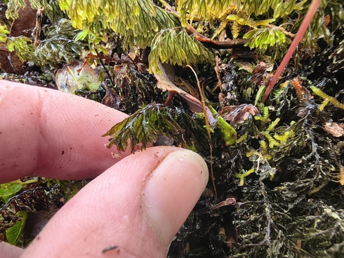Hymenophyllum lanceolatum observed 2026-10-21
