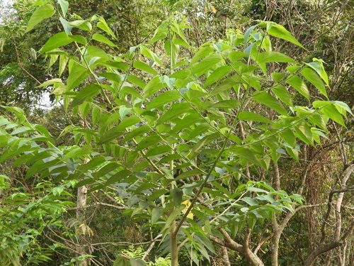 Trema orientale observed 2026-10-21