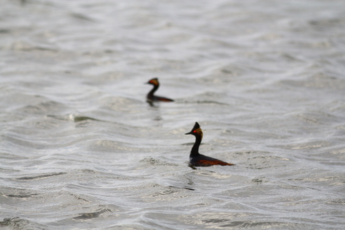 iNaturalist image