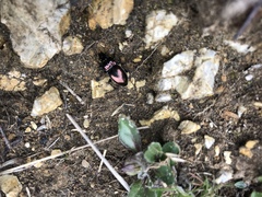 Pterostichus burmeisteri