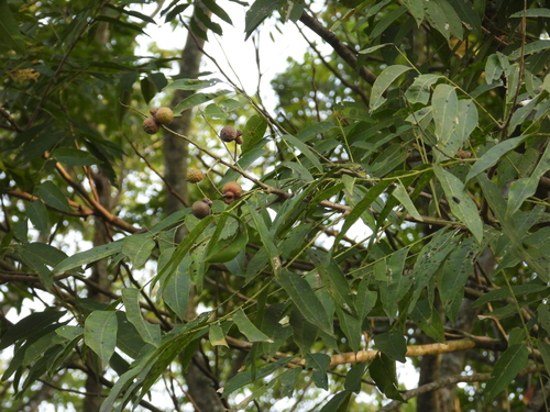 Sapindus mukorossi observed 2026-10-21