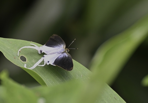 Zeltus amasa