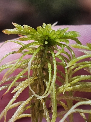 Sphagnum girgensohnii observed 2026-10-21