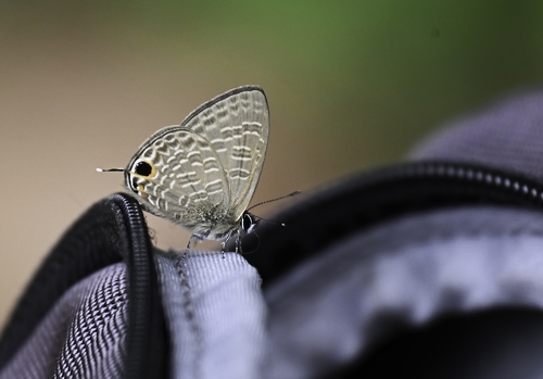 Nacaduba beroe