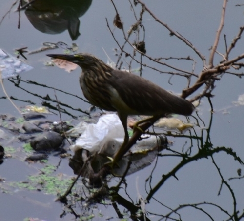 iNaturalist image