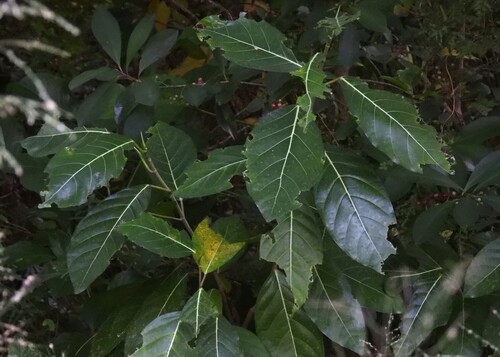 Ficus septica observed 2026-10-21