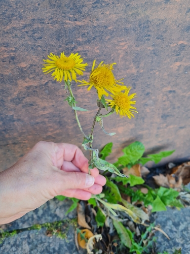 Pentanema britannicum observed 2026-10-22