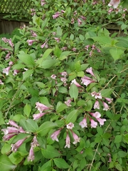 Weigela hortensis