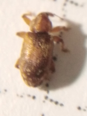 Dorytomus nebulosus