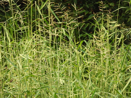 Urochloa mutica observed 2026-10-21