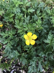 Ranunculus repens