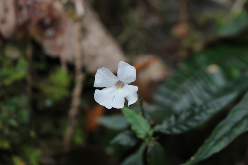Brunoniella spiciflora, 2026-09-23